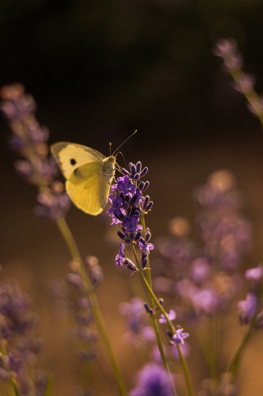 Tour d'horizon des domaines de vin bio en Provence