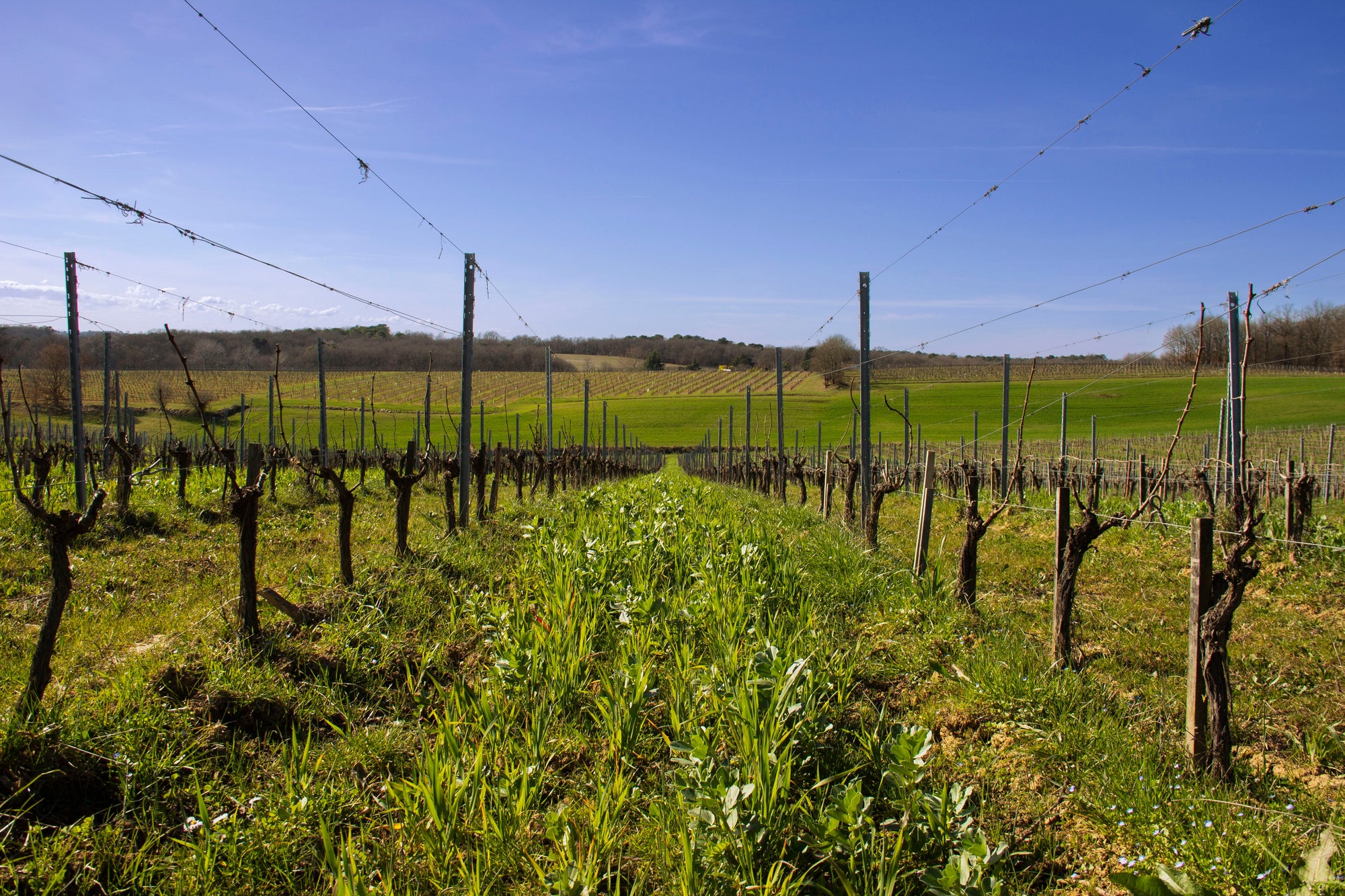 Les vignes de Pascal et Nico